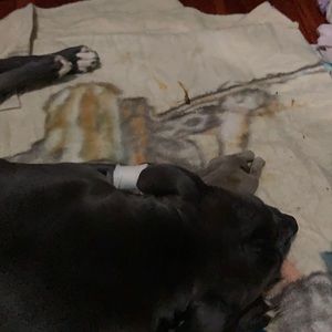 Meet your Posher, Cameron